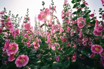 Malvarrosa, la flor que enamoró a médicos, artistas y Darwin