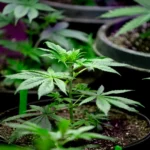 Fumar cannabis duplica el riesgo de morir por infarto o ictus