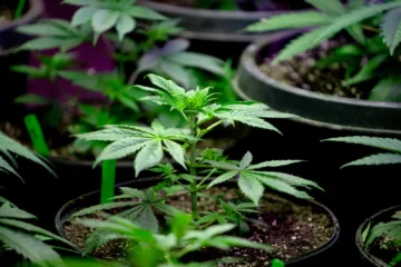 Fumar cannabis duplica el riesgo de morir por infarto o ictus