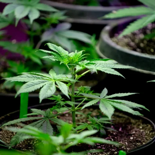 Fumar cannabis duplica el riesgo de morir por infarto o ictus