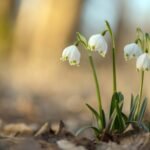 Oler, tocar y sentir: lo bucólico de observar las plantas en invierno