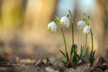 Oler, tocar y sentir: lo bucólico de observar las plantas en invierno