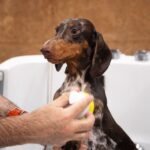 Así es el mundo de las peluquerías para perros y gatos, donde hay clientes que pagan 100 euros al mes en tratamientos