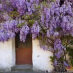 La glicinia, esa elegante cascada de flores violetas capaz de doblar el hierro