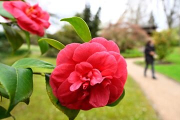 La planta que está feliz en Andalucía moriría pronto en Aragón: así decide el clima los jardines de cada región