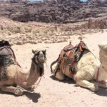 El sistema inmunitario de los camellos inspira un anticuerpo experimental contra varias cepas de ébola