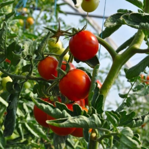 AgroFraudes – La Era Dorada