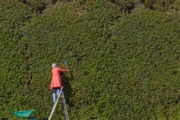 Las poderosas cualidades de los setos, esas fronteras verdes que son mucho más que eso