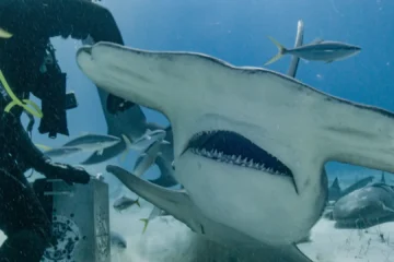 Tiburones «mutantes» en el atolón de Bikini: la sombra nuclear de la Guerra Fría a descubierto en la ‘Shark Week’