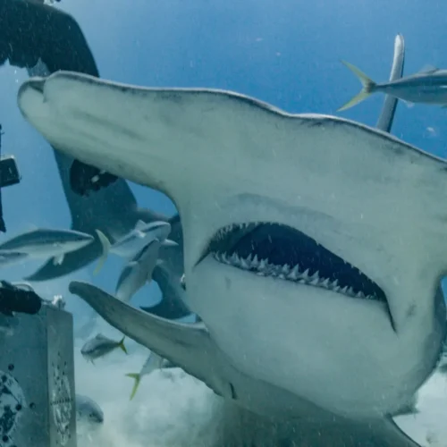 Tiburones «mutantes» en el atolón de Bikini: la sombra nuclear de la Guerra Fría a descubierto en la ‘Shark Week’