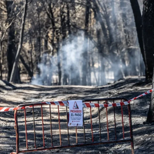 Así se recupera un monte tras un incendio: «Puede tardar décadas, un pinar o un alcornocal necesitan entre 20 y 40 años»
