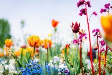 Plantas bulbosas, el secreto subterráneo de la floración primaveral