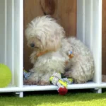 Una perrita se queda «petrificada» en ‘Dog House’ por un error de principiantes de la familia: «Quedarse quieto es lo mejor»