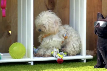 Una perrita se queda «petrificada» en ‘Dog House’ por un error de principiantes de la familia: «Quedarse quieto es lo mejor»