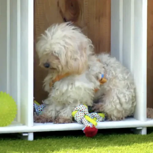 Una perrita se queda «petrificada» en ‘Dog House’ por un error de principiantes de la familia: «Quedarse quieto es lo mejor»